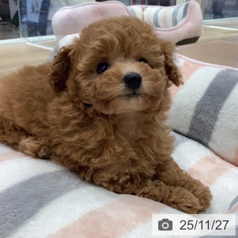 トイ・プードルの写真