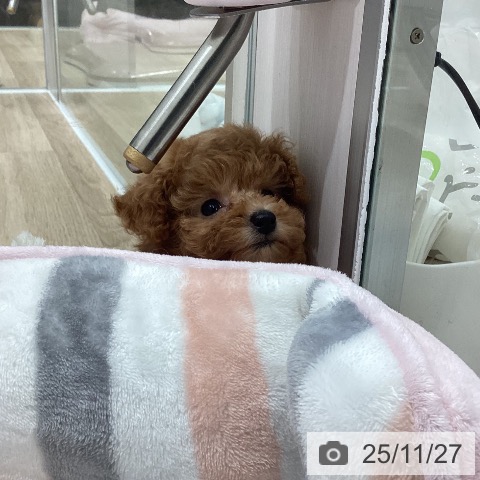 トイ・プードルの写真