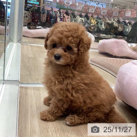 トイ・プードルの写真