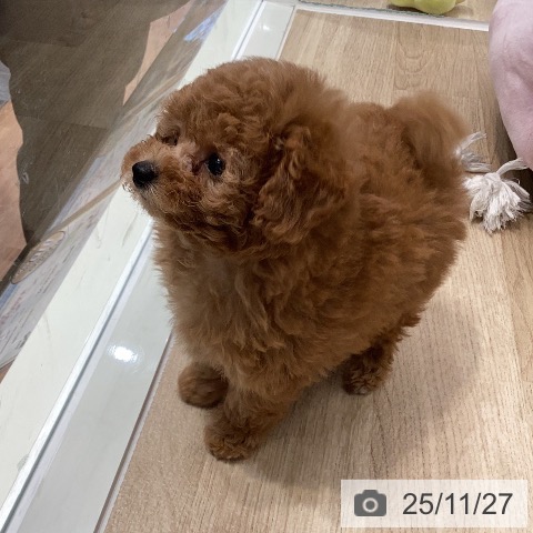 トイ・プードルの写真