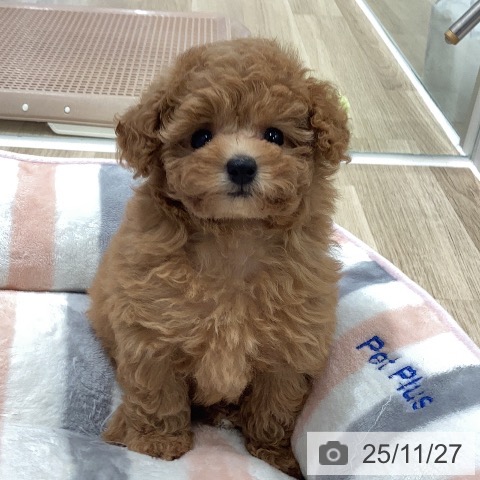 トイ・プードルの写真