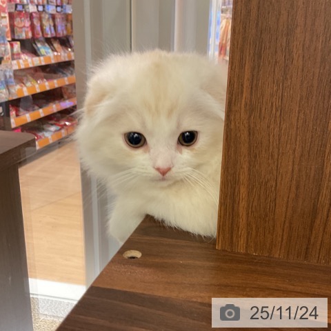 スコティッシュフォールドの写真