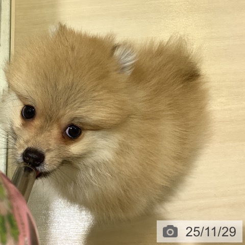 埼玉県のポメラニアン (ペットプラス クレアモール川越店/2025年9月22日生まれ/男の子/オレンジ)の子犬の4枚目の画像