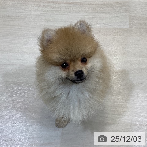 埼玉県のポメラニアン (ペットプラス クレアモール川越店/2025年9月22日生まれ/男の子/オレンジ)の子犬の3枚目の画像