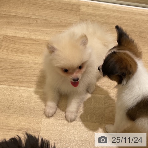 ポメラニアンの写真