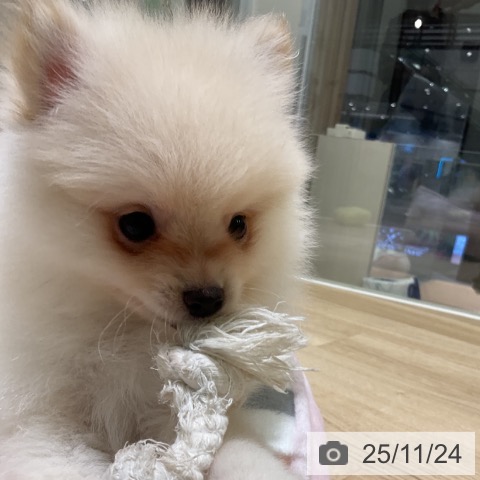 ポメラニアンの写真