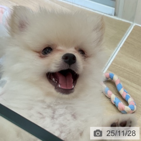 愛知県のポメラニアン (ペットプラス イオンモール豊川店/2025年9月22日生まれ/男の子/クリーム)の子犬の3枚目の画像