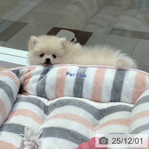 愛知県のポメラニアン (ペットプラス 豊田店/2025年9月22日生まれ/女の子/クリーム)の子犬の4枚目の画像
