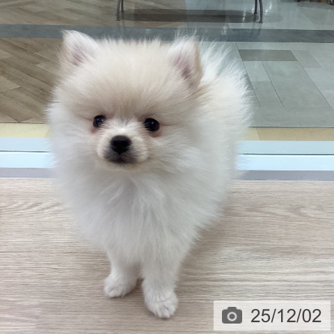 愛知県のポメラニアン (ペットプラス 豊田店/2025年9月22日生まれ/女の子/クリーム)の子犬の3枚目の画像