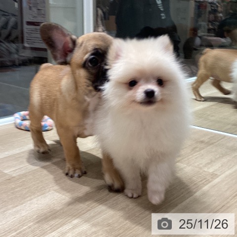 ポメラニアンの写真