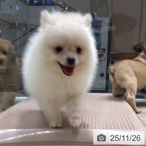 ポメラニアンの写真