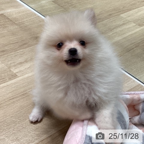 埼玉県のポメラニアン (ペットプラス ピオニウォーク東松山店/2025年9月22日生まれ/女の子/クリーム)の子犬の4枚目の画像