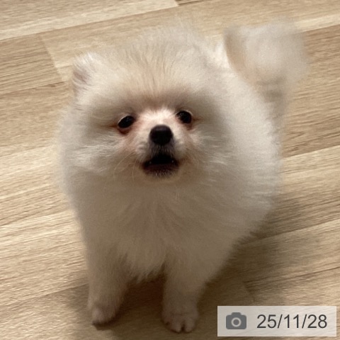 埼玉県のポメラニアン (ペットプラス ピオニウォーク東松山店/2025年9月22日生まれ/女の子/クリーム)の子犬の3枚目の画像