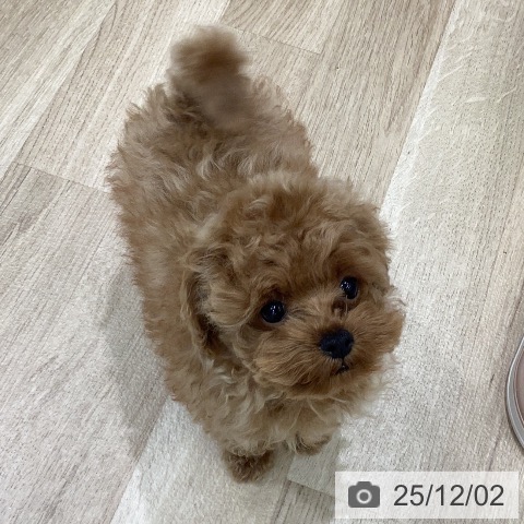 トイ・プードルの写真