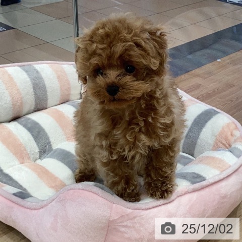 トイ・プードルの写真