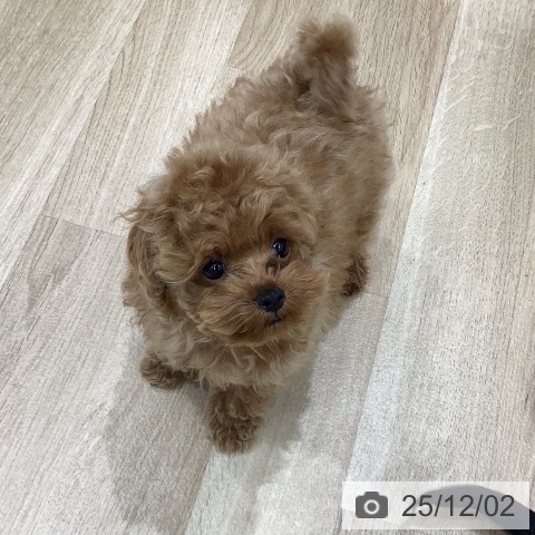 トイ・プードルの写真