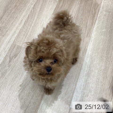 トイ・プードルの写真