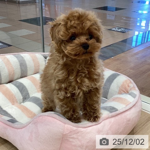 トイ・プードルの写真