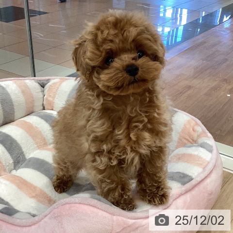 トイ・プードルの写真