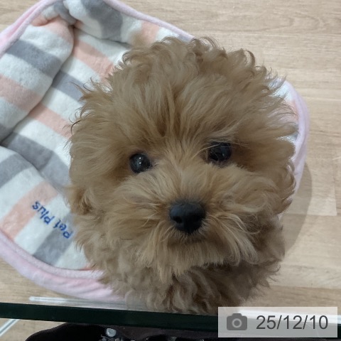 三重県のトイプードル(トイ) (ペットプラス 鈴鹿店/2025年9月21日生まれ/女の子/アプリコット)の子犬の4枚目の画像