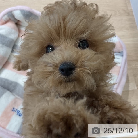 三重県のトイプードル(トイ) (ペットプラス 鈴鹿店/2025年9月21日生まれ/女の子/アプリコット)の子犬の3枚目の画像