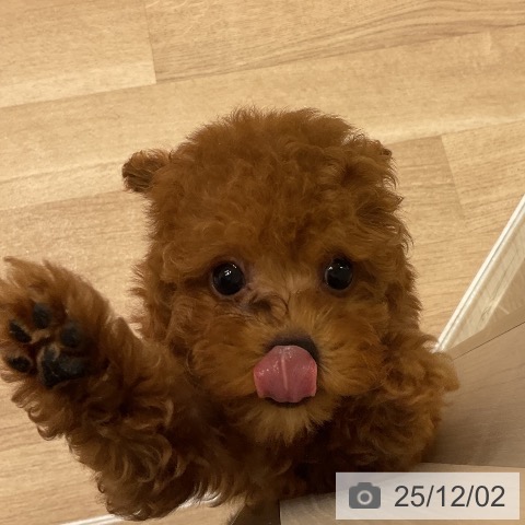 トイ・プードルの写真