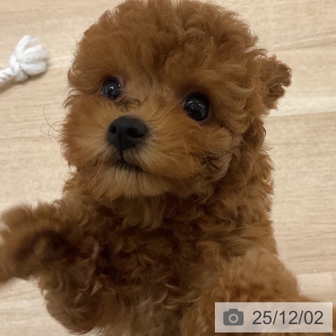 トイ・プードルの写真