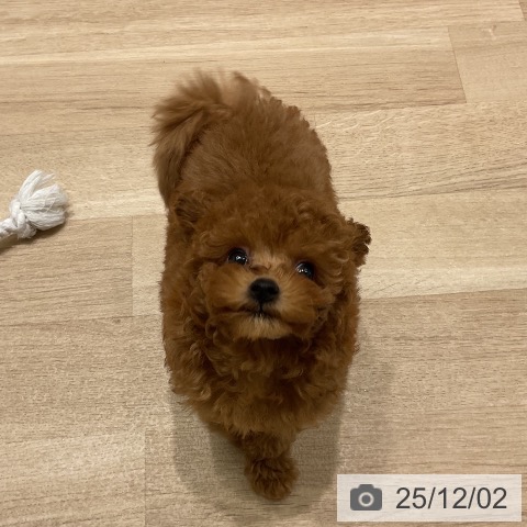 トイ・プードルの写真