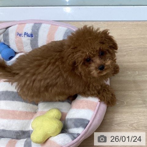 三重県のトイプードル(トイ) (ペットプラス 四日市泊店/2025年9月23日生まれ/男の子/レッドフォーン)の子犬の3枚目の画像