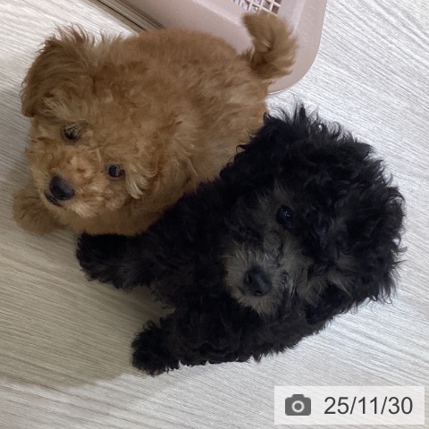 富山県のトイプードル(トイ) (ペットプラス 高岡店/2025年9月23日生まれ/男の子/シルバー)の子犬の3枚目の画像