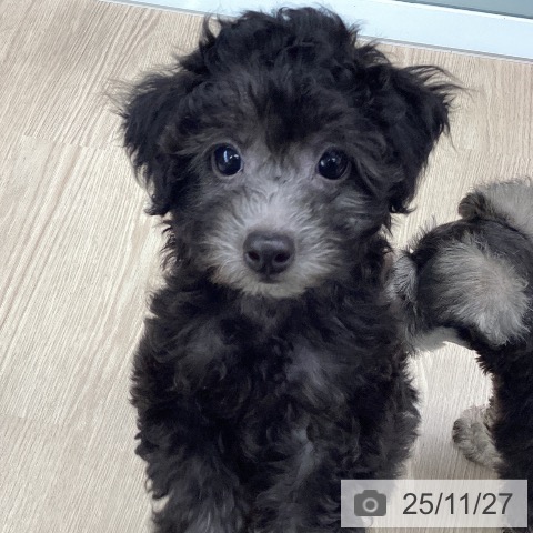 トイ・プードルの写真