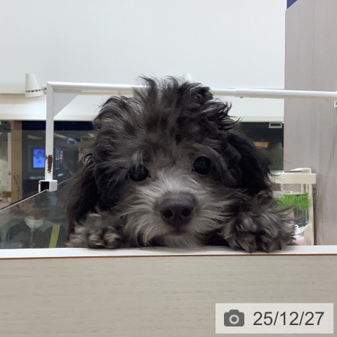 石川県のトイプードル(トイ) (ペットプラス 新小松店/2025年9月23日生まれ/女の子/シルバー)の子犬の3枚目の画像