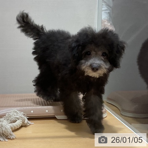 石川県のトイプードル(トイ) (ペットプラス 新小松店/2025年9月23日生まれ/女の子/シルバー)の子犬の4枚目の画像