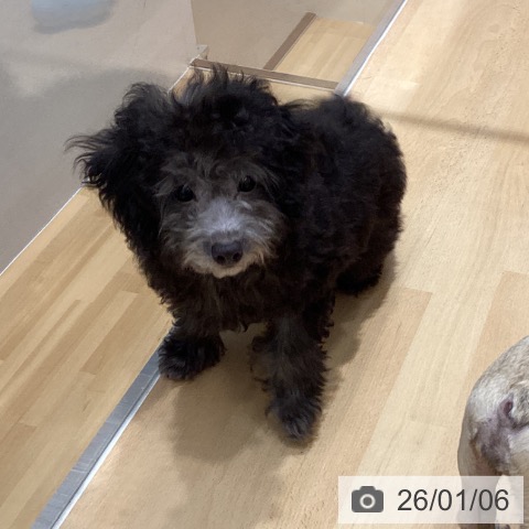 石川県のトイプードル(トイ) (ペットプラス 新小松店/2025年9月23日生まれ/女の子/シルバー)の子犬の3枚目の画像