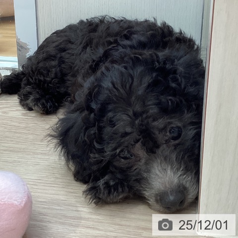 愛知県のトイプードル(トイ) (ペットプラス 豊田店/2025年9月23日生まれ/女の子/シルバー)の子犬の4枚目の画像