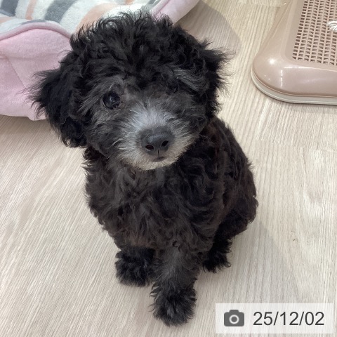 愛知県のトイプードル(トイ) (ペットプラス 豊田店/2025年9月23日生まれ/女の子/シルバー)の子犬の3枚目の画像