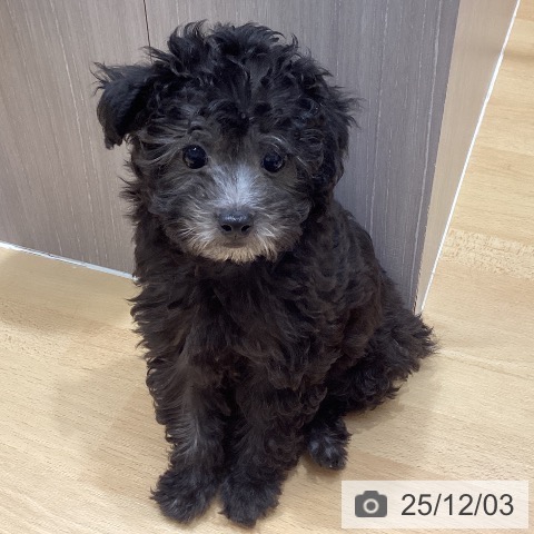 トイ・プードルの写真