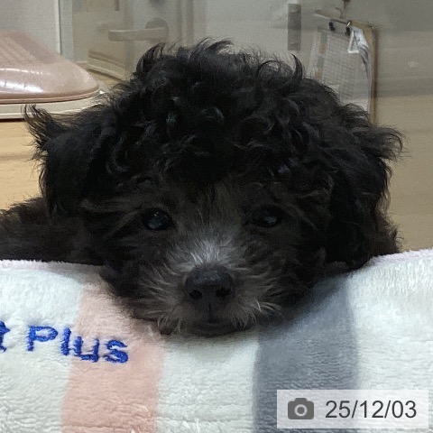 トイ・プードルの写真