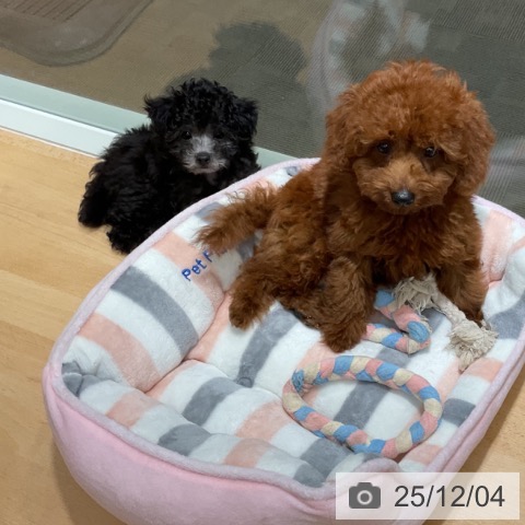 トイ・プードルの写真