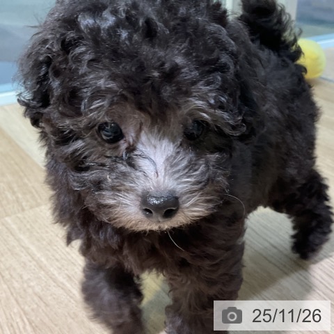 トイ・プードルの写真