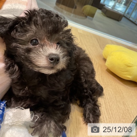 愛知県のトイプードル(トイ) (ペットプラス 岡崎店/2025年9月23日生まれ/女の子/シルバー)の子犬の4枚目の画像