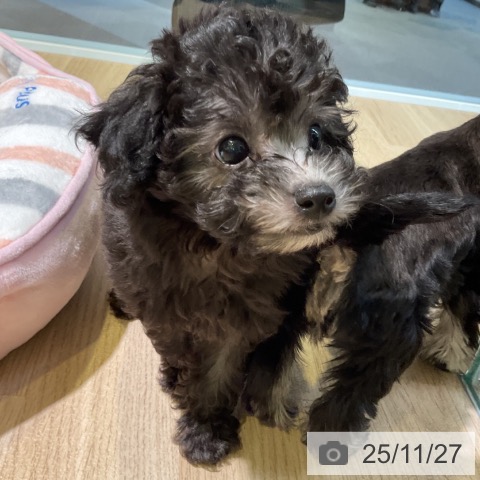 トイ・プードルの写真