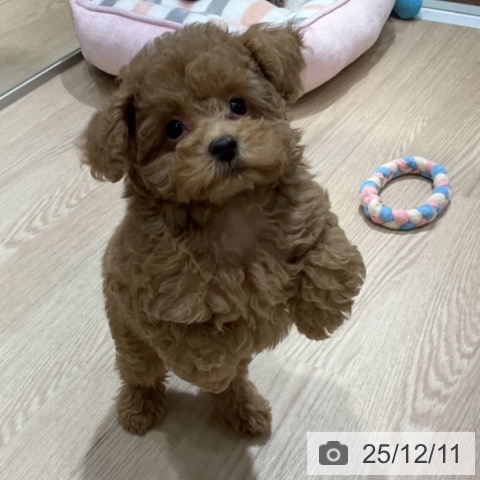 愛知県のトイプードル(トイ) (ペットプラス イオンモール長久手店/2025年9月23日生まれ/女の子/アプリコット)の子犬の4枚目の画像