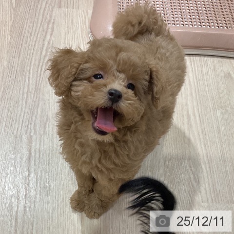 愛知県のトイプードル(トイ) (ペットプラス イオンモール長久手店/2025年9月23日生まれ/女の子/アプリコット)の子犬の3枚目の画像