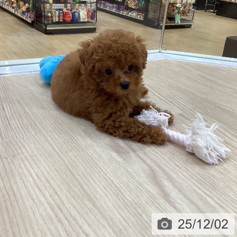 トイ・プードルの写真