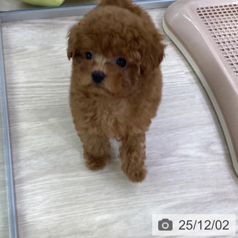 トイ・プードルの写真