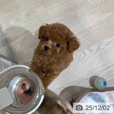 トイ・プードルの写真