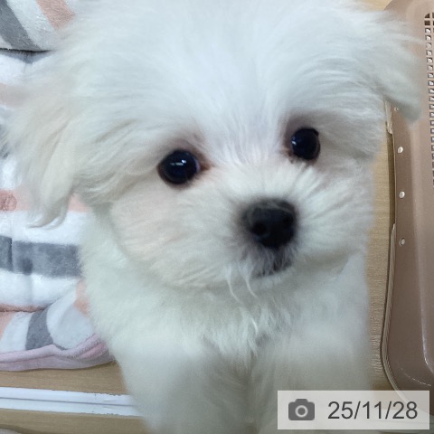 マルチーズの写真