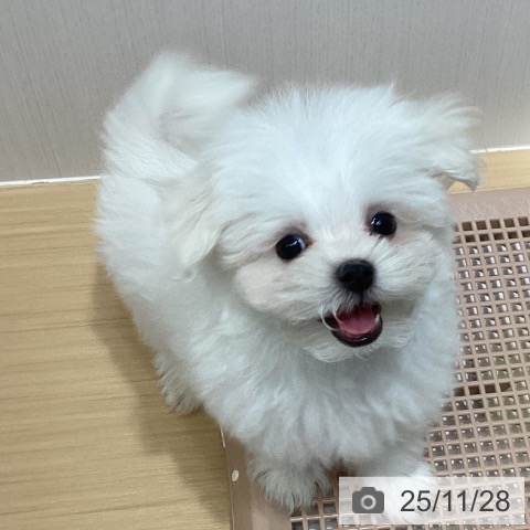 マルチーズの写真