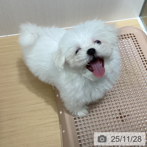 マルチーズの写真